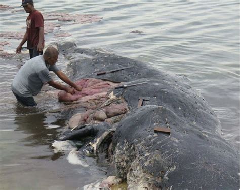 whales dieing from plastic bags fake science|Sperm whale found dead with 13 pounds of plastic in its stomach.